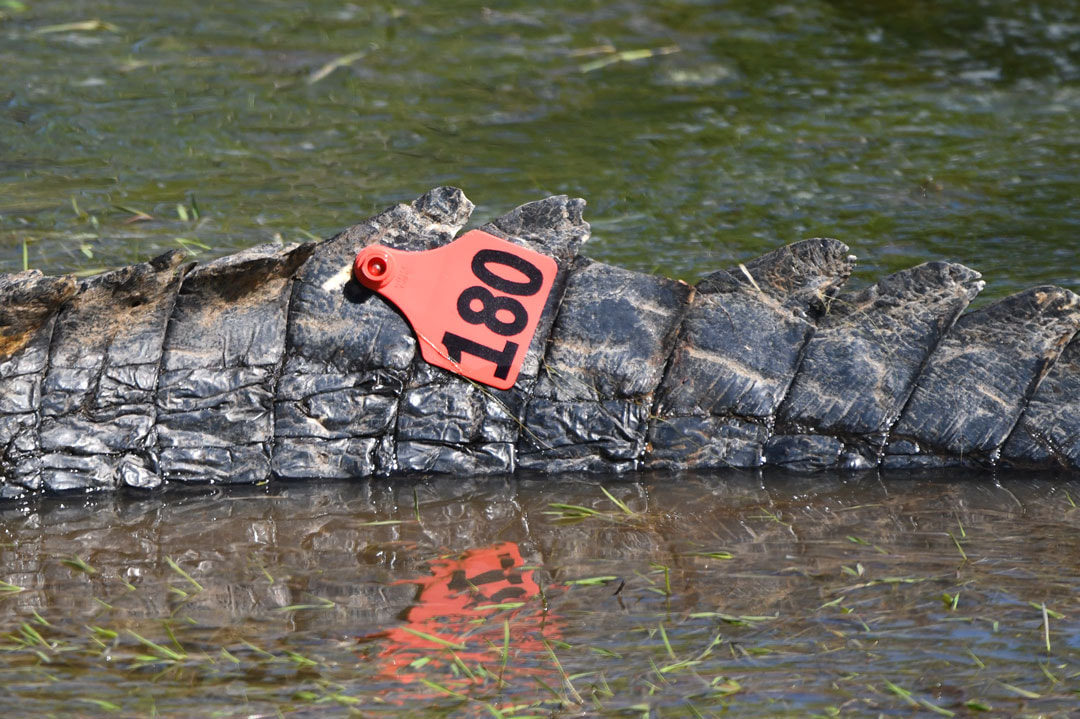 American Alligator Tail Tag Picture