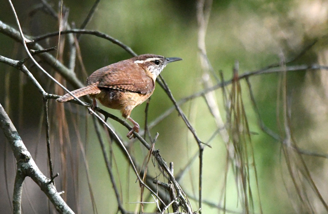Okefenokee Carolina Wren Picture