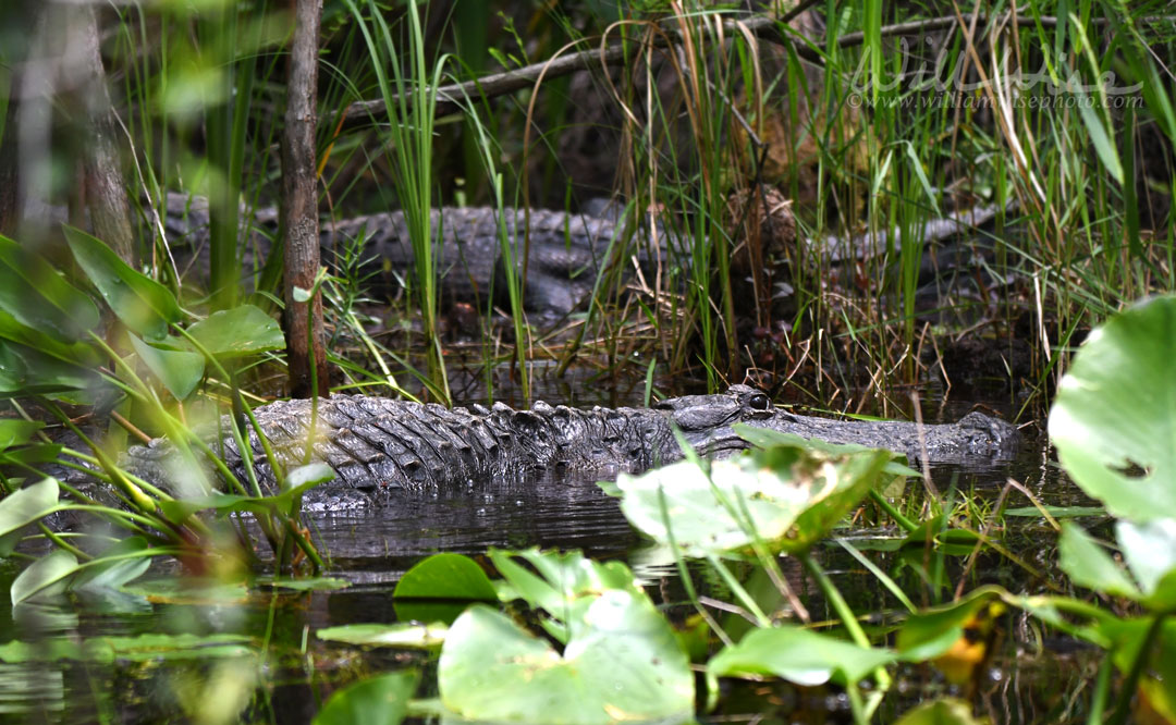 Two large American Alligator laying in dark blackwater in the Okefenokee Swamp National Wildlife Refuge, Georgia Picture