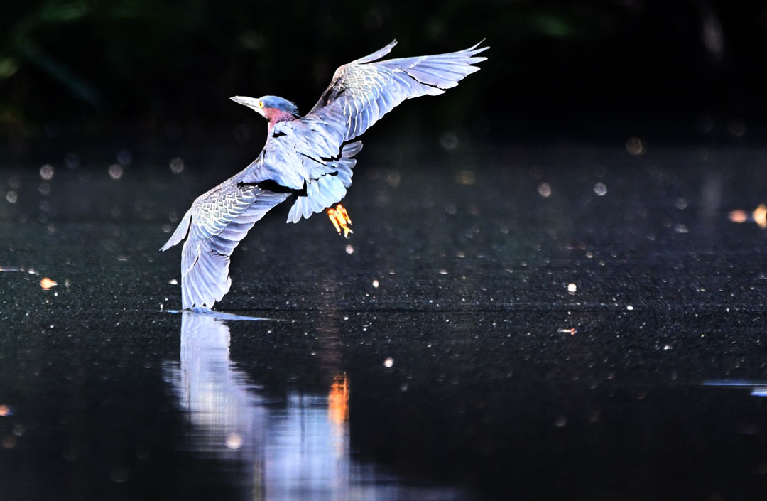 Green Heron Picture