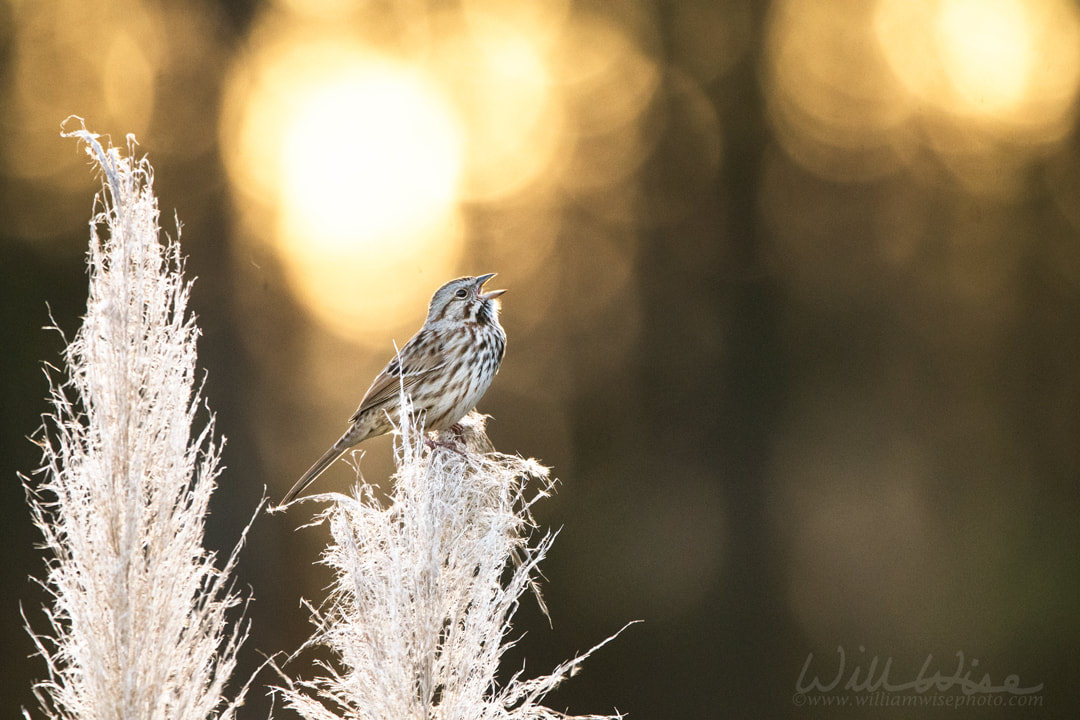 Song Sparrow Singing Picture