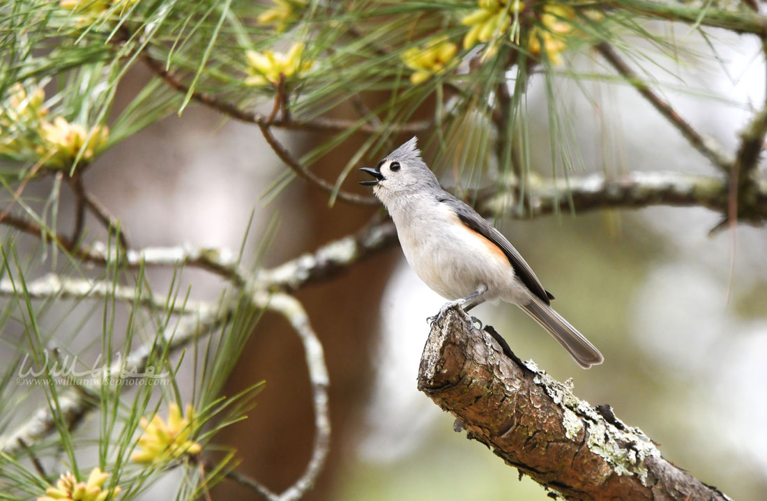 Tufted Titmouse Singing Picture
