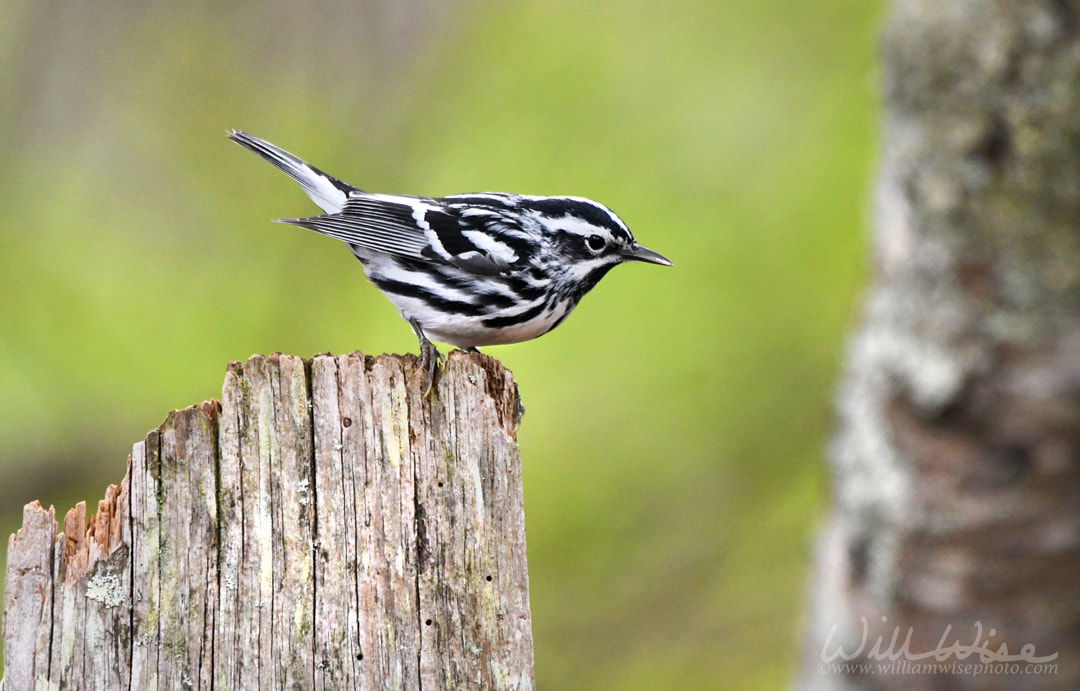 Black and White Warbler Picture