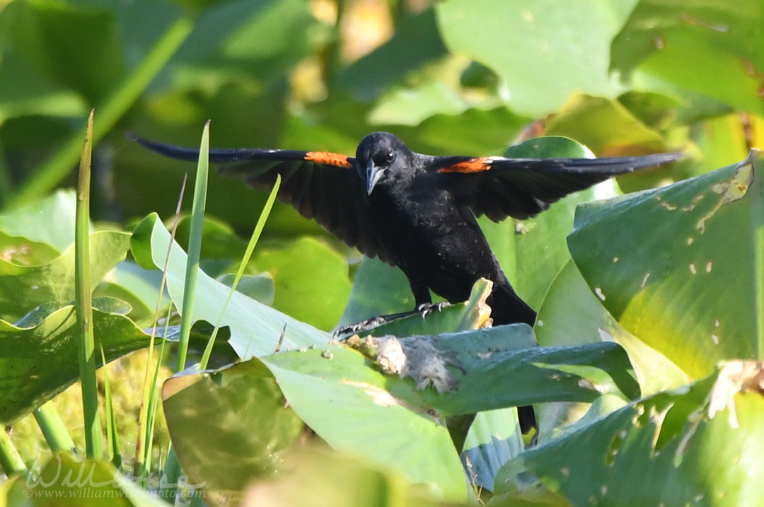 Red Winged Blackbird Okefenokee Picture