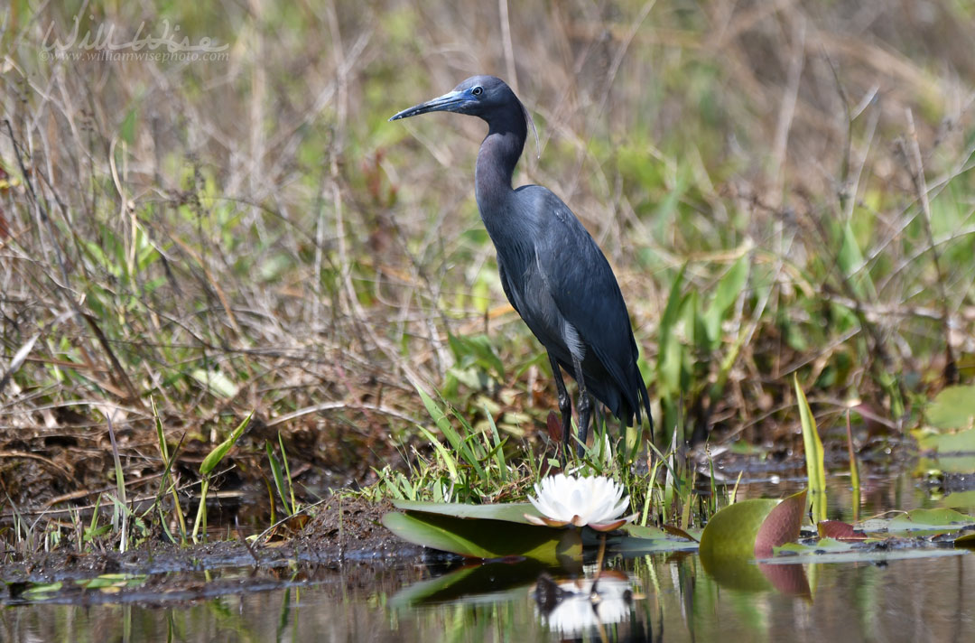 Little Blue Heron Picture