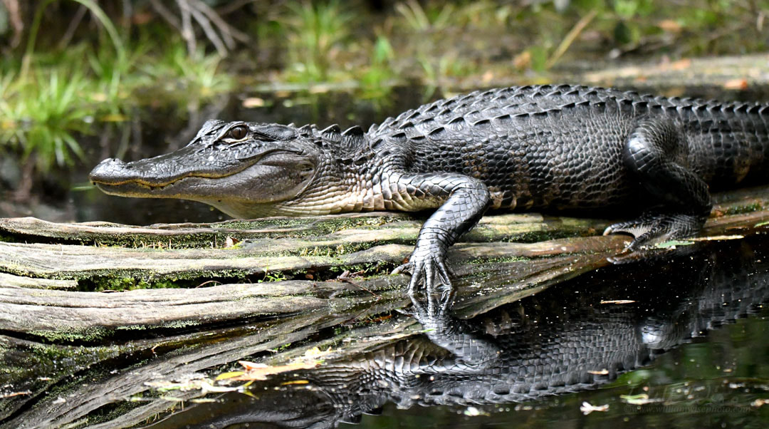 American Alligator Okefenokee Picture