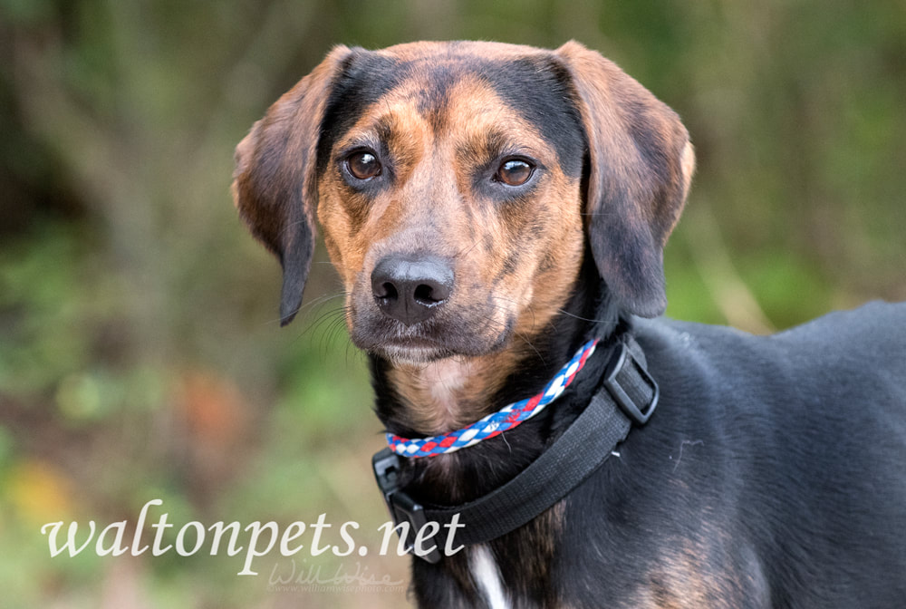 Foxhound and Coonhound mixed breed dog with floppy ears Picture