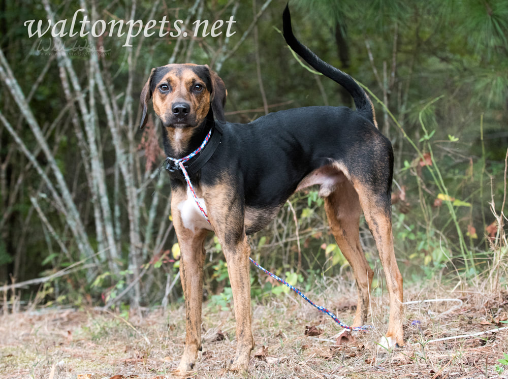 Foxhound and Coonhound mixed breed dog with floppy ears Picture