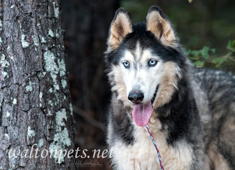 Siberian Husky dog with blue eyes outside on leash Picture