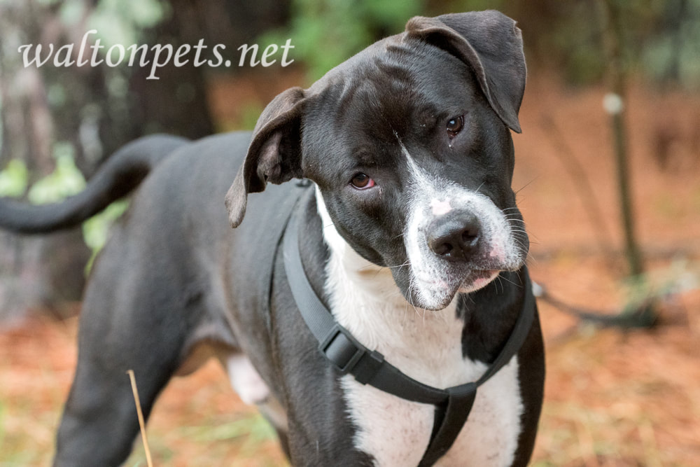 Black and White unneutered male Mastiff Bulldog Pitbull mix dog with harness outside on leash Picture