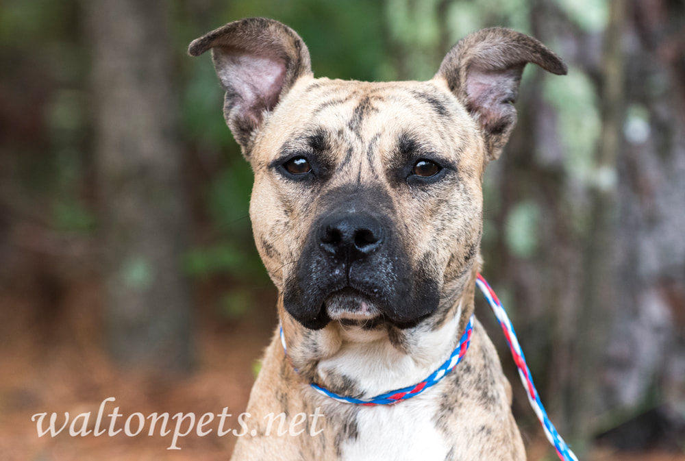 Tan brindle female Pitbull Terrier dog tied outside on leash Picture