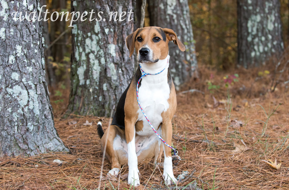 Foxhound Treeing Walker Coonhound hound dog with floppy ears sitting down outside on leash Picture