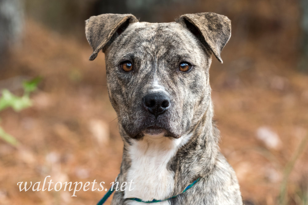 Female brindle and white American Pitbull Terrier dog Picture