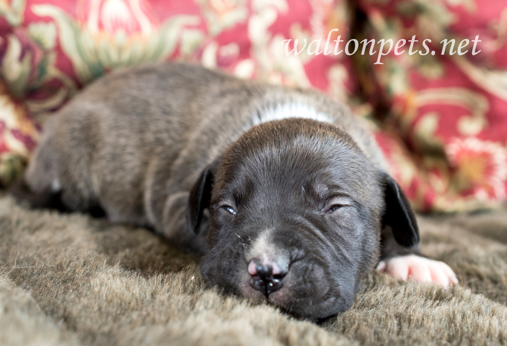 Tiny baby newborn five day old puppy dog sleeping eyes closed Picture