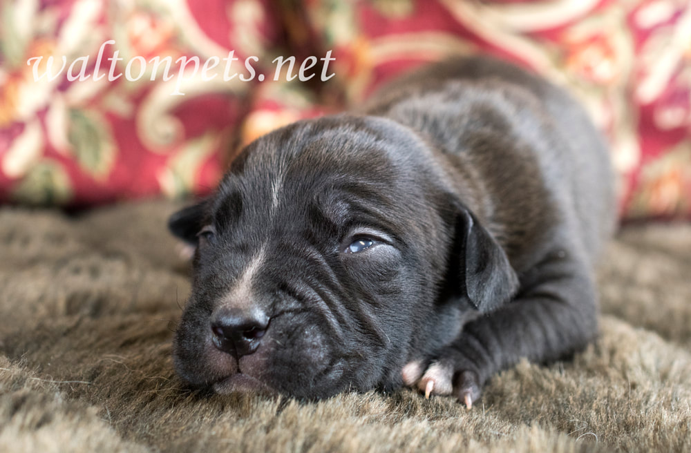 Tiny baby newborn puppy dog sleeping Picture