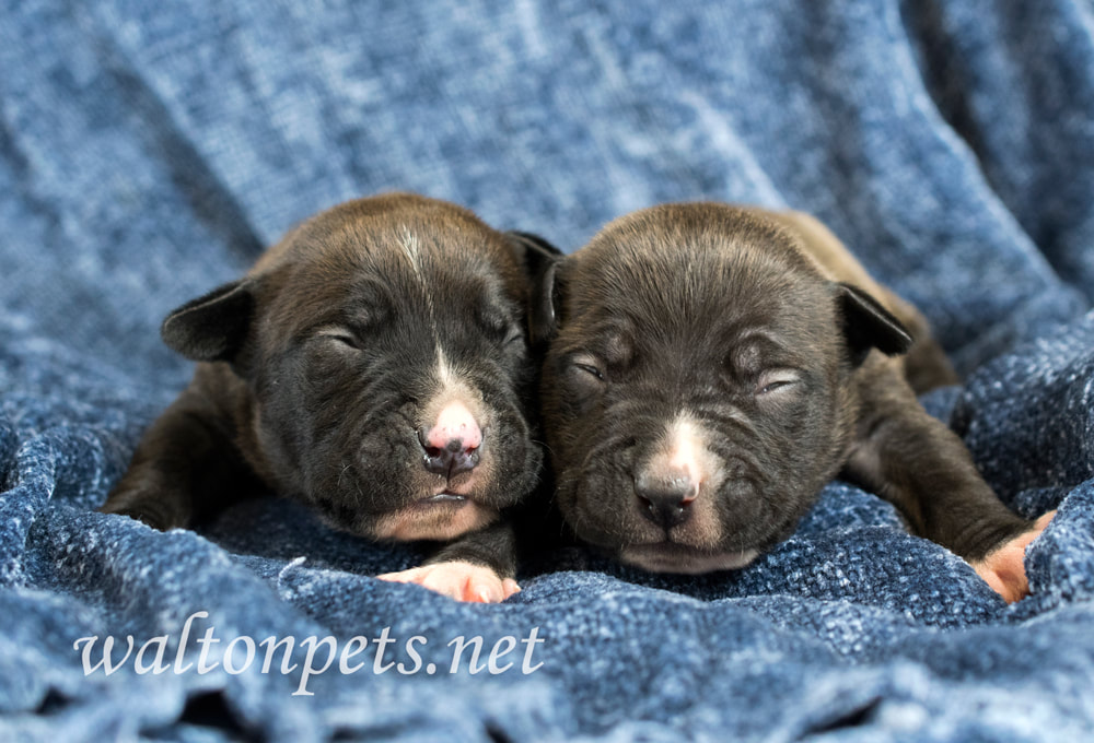 Two cute newborn puppy dogs lying on a blanet Picture