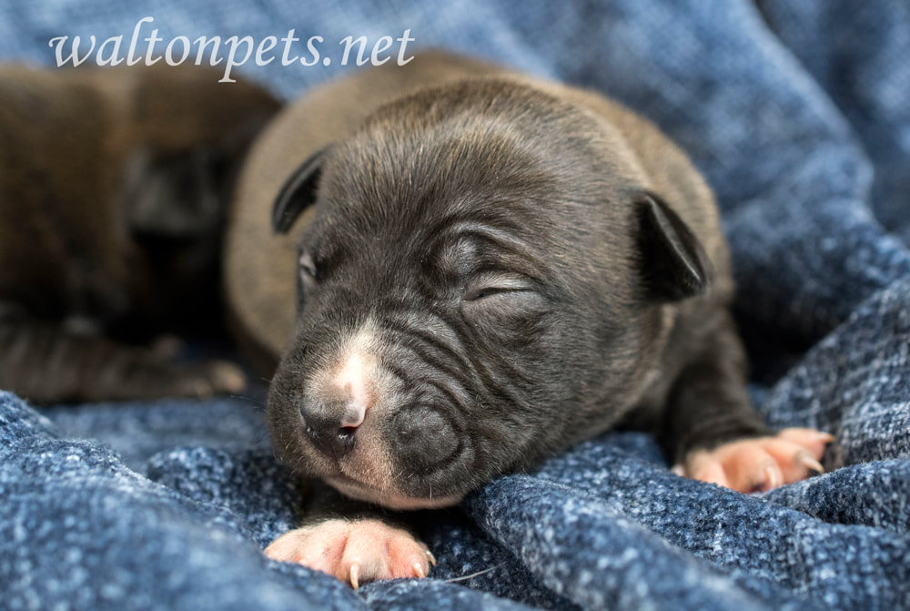 Tiny baby newborn puppy dog Picture