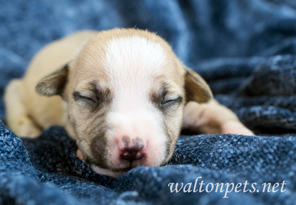 Cute newborn puppy laying on blanket with eyes closed Picture