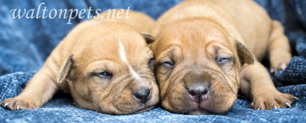 Two cute newborn puppies laying on blanket with eyes closed Picture