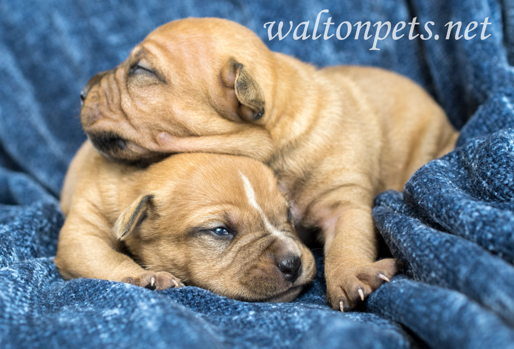 Two cute newborn Boxer puppy dogs lying on a blanet Picture