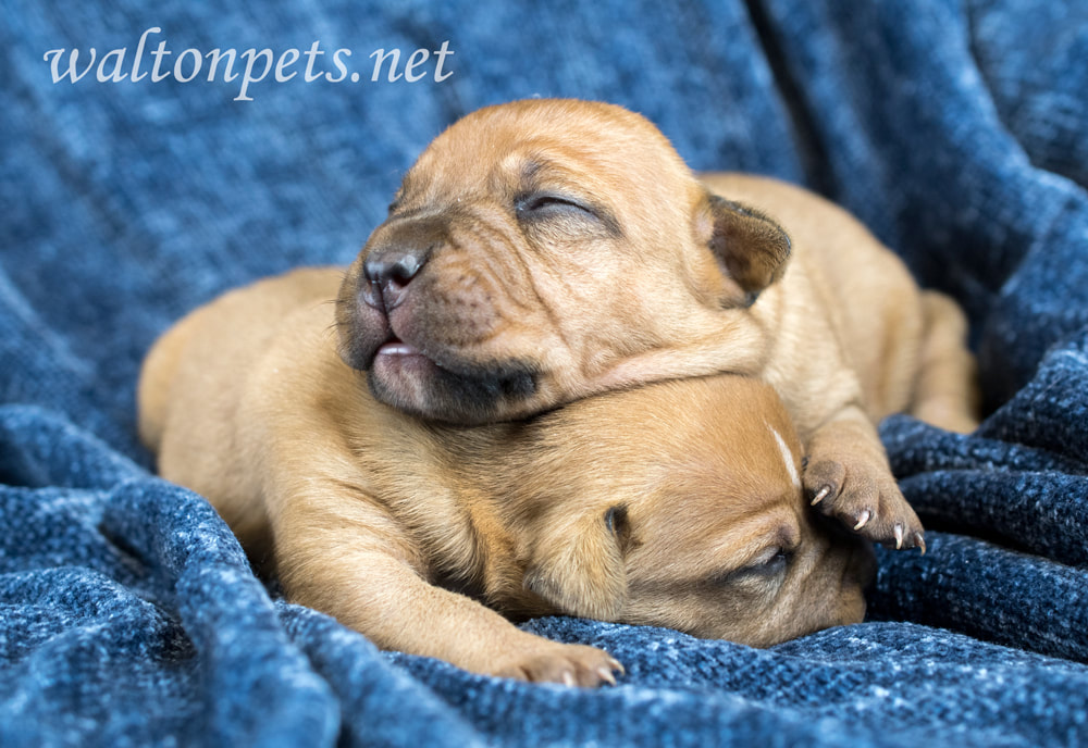 Two cute newborn Boxer puppy dogs lying on a blanet Picture