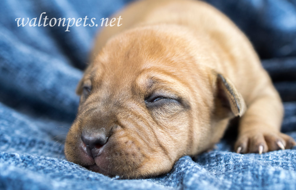 Tiny baby newborn Shar Pei puppy dog sleeping Picture