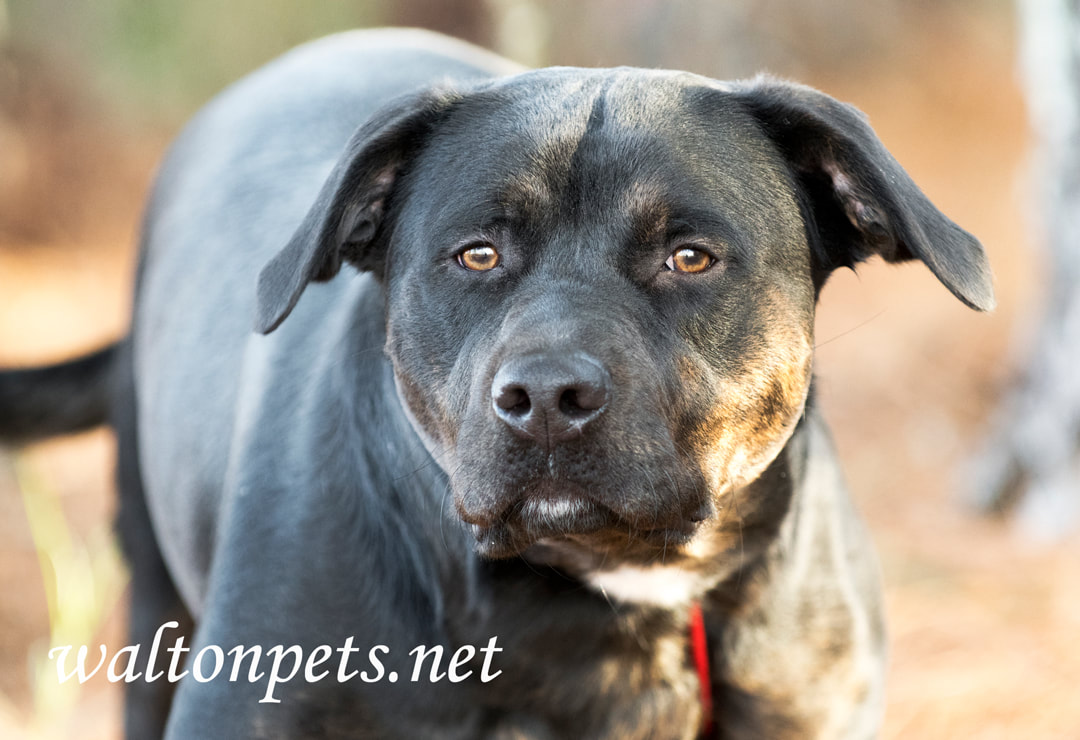 Big Rottweiler mix breed dog outside on leash at sunrise Picture