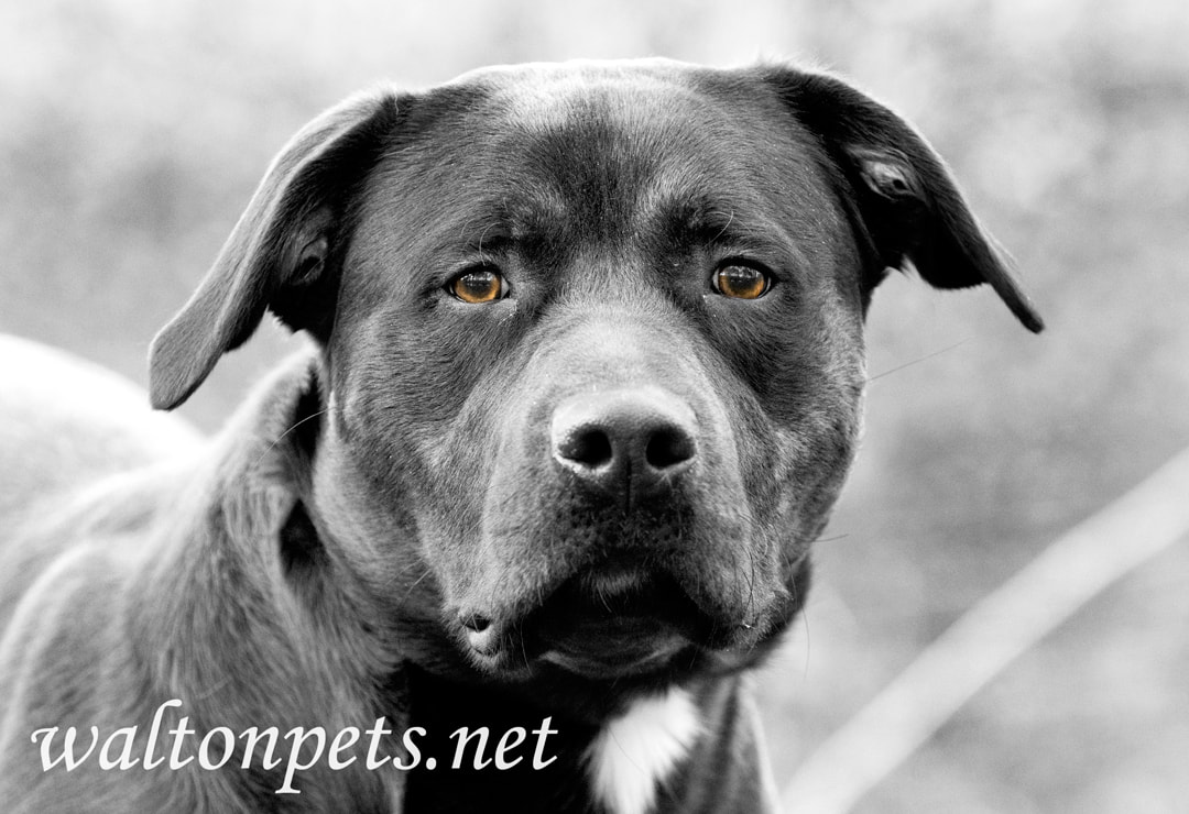 Black and white photo of Rottweiler with brown eyes Picture