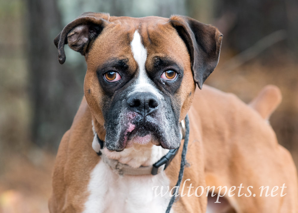 Boxer dog with docked tail portrait Picture