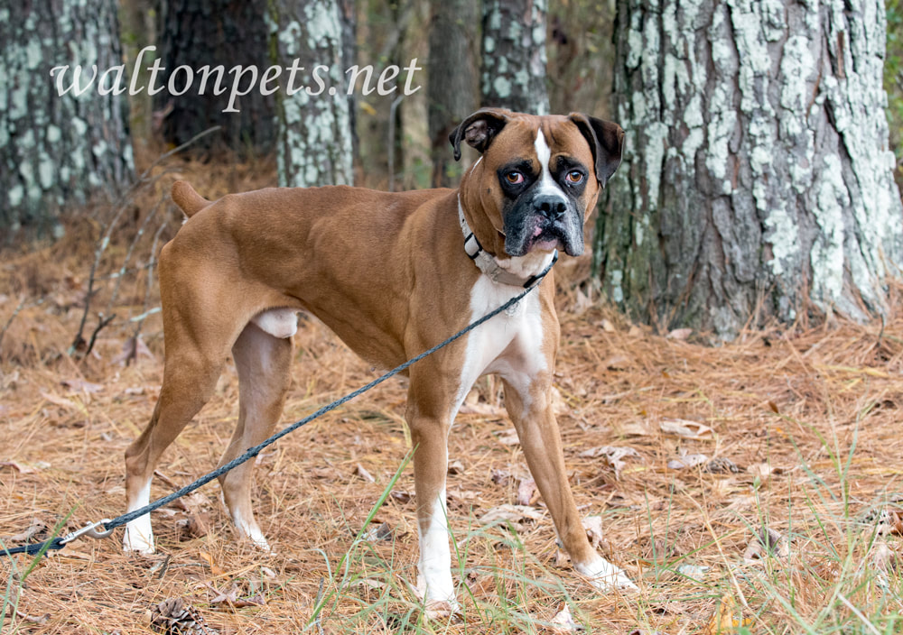 Skinny thin emaciated Boxer dog tied outside on leash with collar Picture