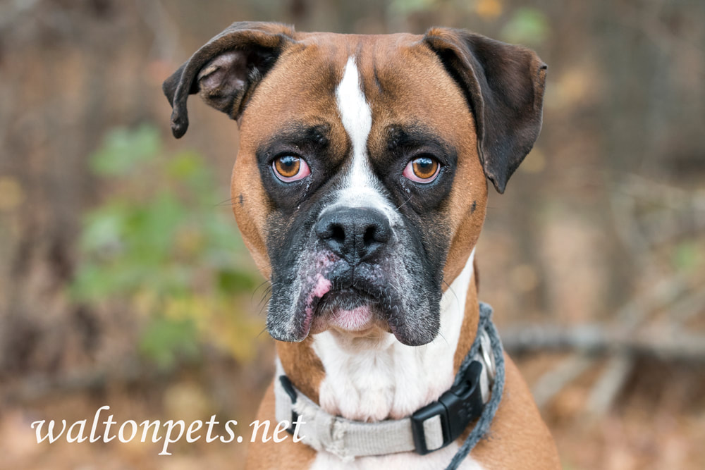 Boxer dog portrait Picture
