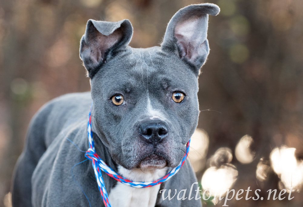 Nervous blue pitbul terrier dog adoption Picture