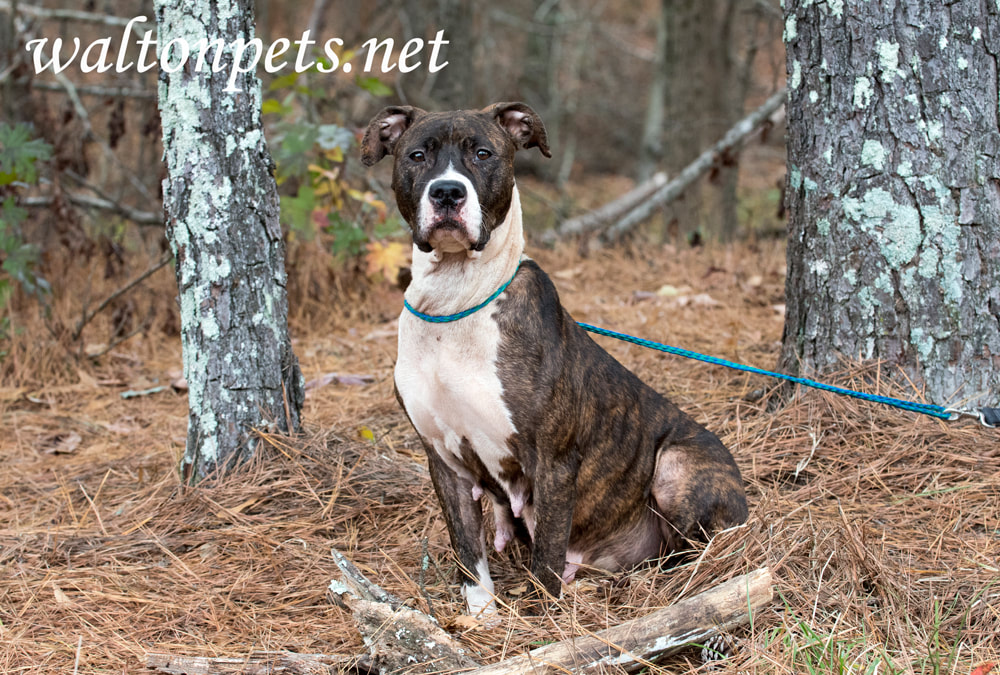 Neglected brindle and white American Bulldog and Boxer mixed breed dog Picture
