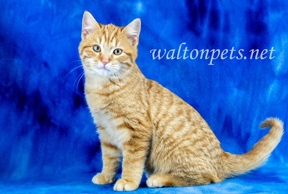 Cute domestic orange kitten adoption photo studio portrait Picture
