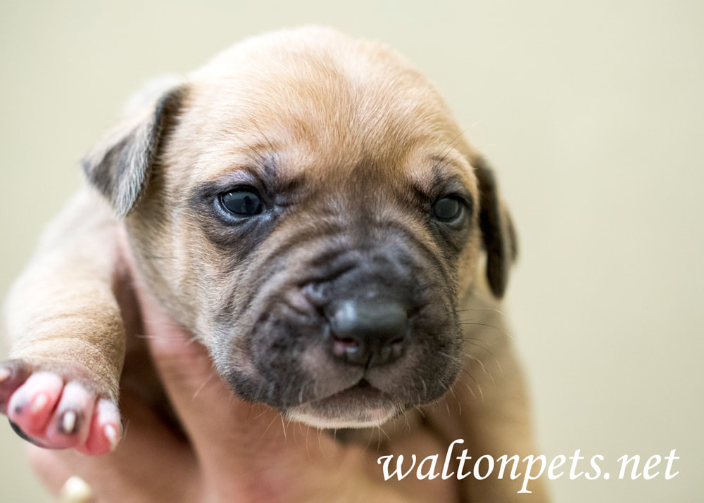 Newborn puppy dog with wrinkle nose Picture