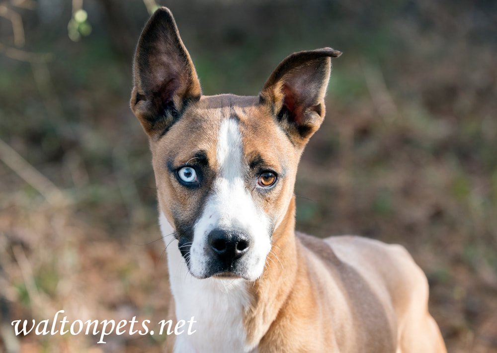 Cute Basenji Husky mix puppy dog head tilt and one blue eye Picture