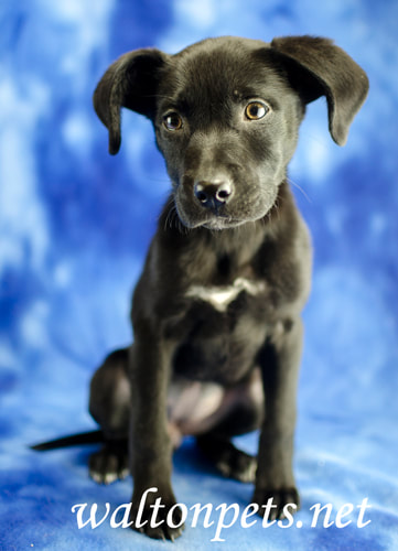 Cute Black Lab mix puppy dog in photo studio Picture