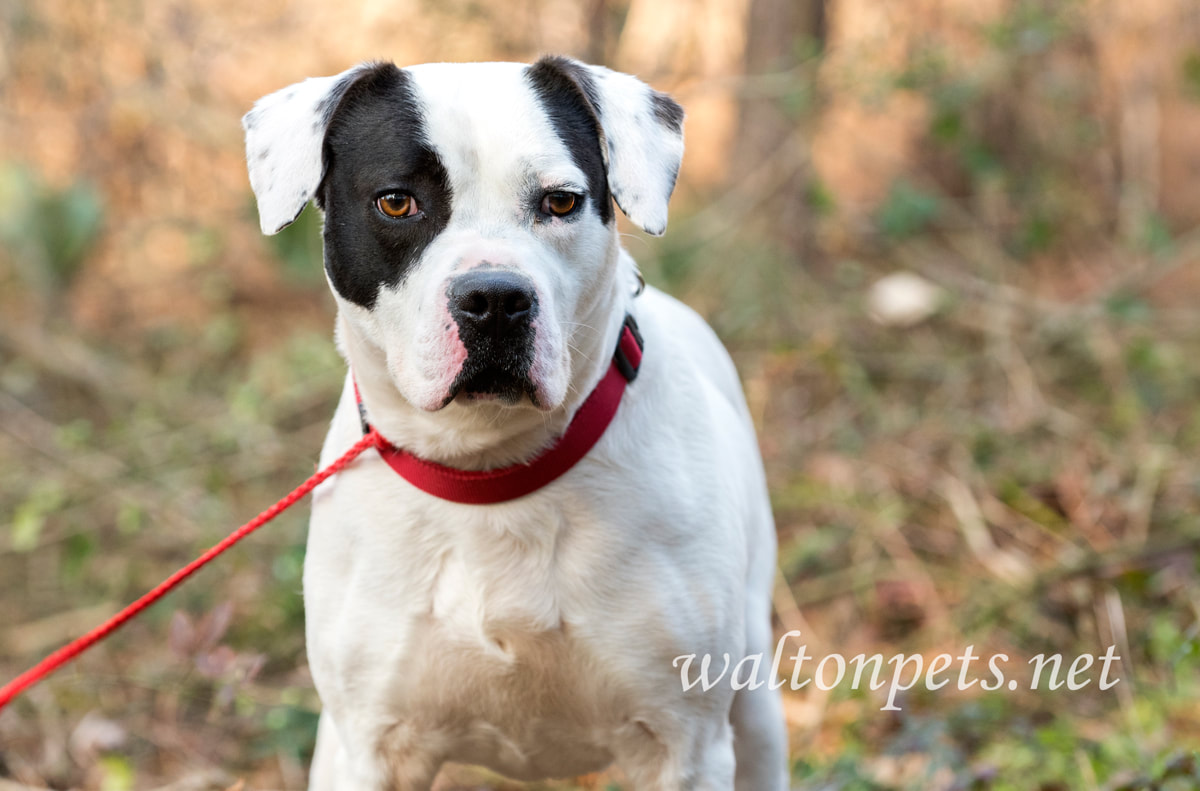 Boxer Bulldog mix breed dog with red collar and leash outside Picture