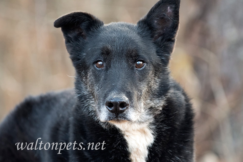 Older neutered male black and white German Shepherd mix breed dog Picture