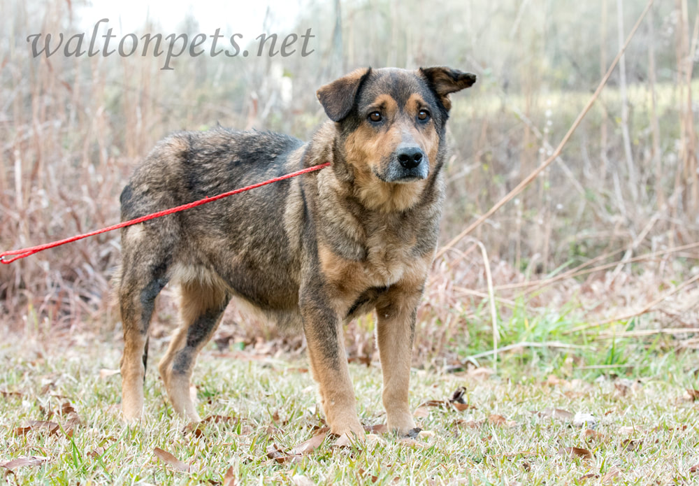 Senior Shepherd Collie mix breed dog Picture