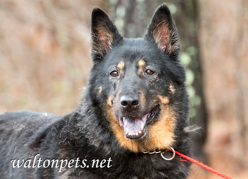 Senior black and tan German Shepherd Dog outside on leash Picture