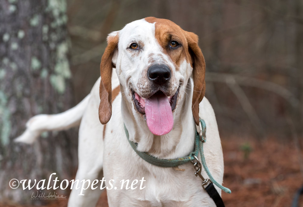 Big beautiful female Coonhound dog with floppy ears and wagging tail Picture