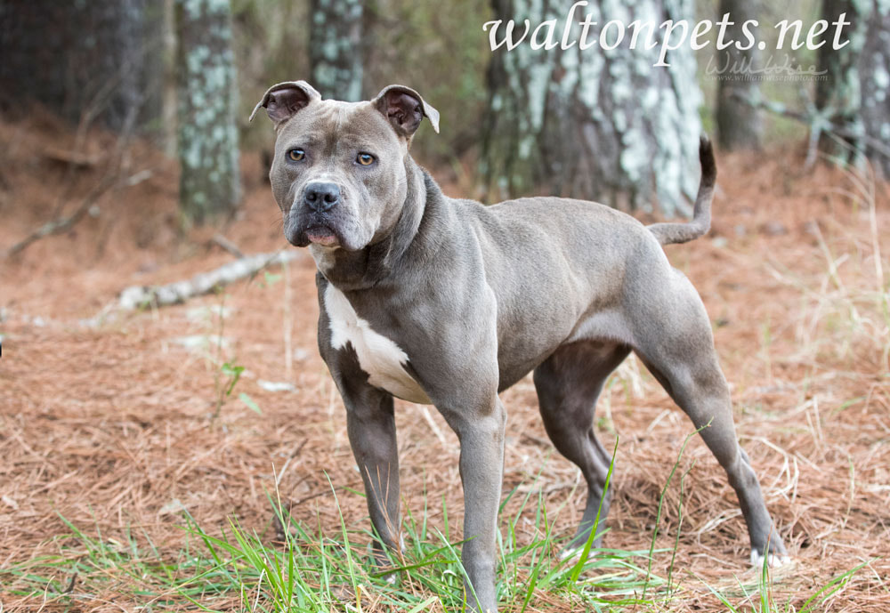 Female blue nose American Pitbull Terrier staring at camera Picture
