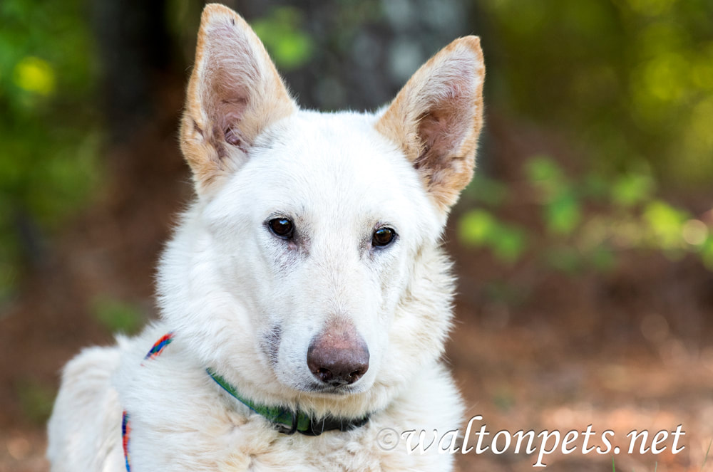 Female white German Sheperd dog Picture