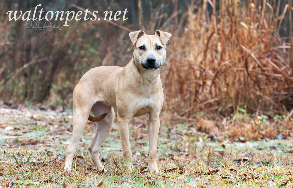 Young tan female pitbull puppy dog outdoors Picture