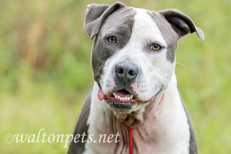 Happy Blue Nose American Pitbull Terrier dog outside on leash Picture
