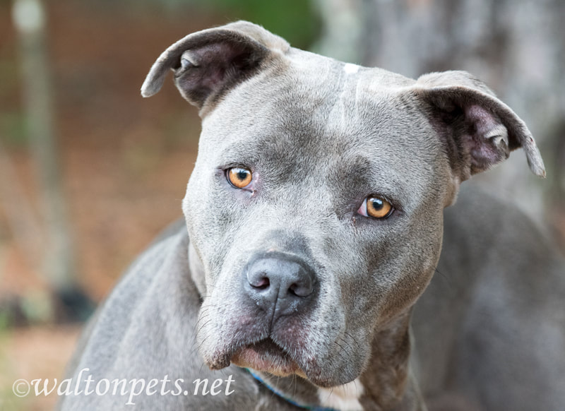Blue Pitbull Terrier dog outside on leash for pet adoption Picture