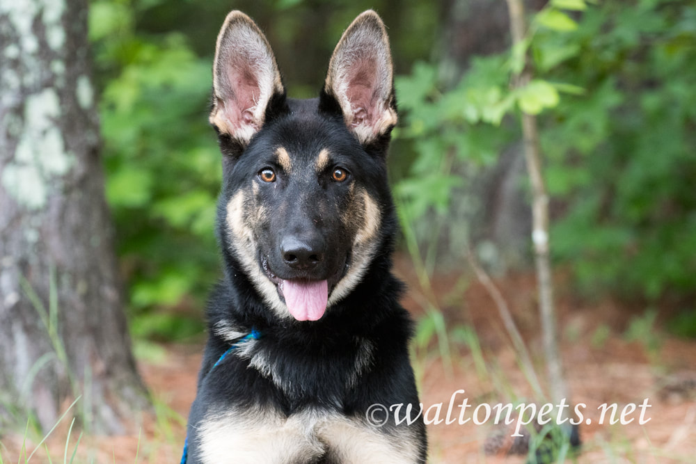 Young German Shepherd Dog Adoption Picture