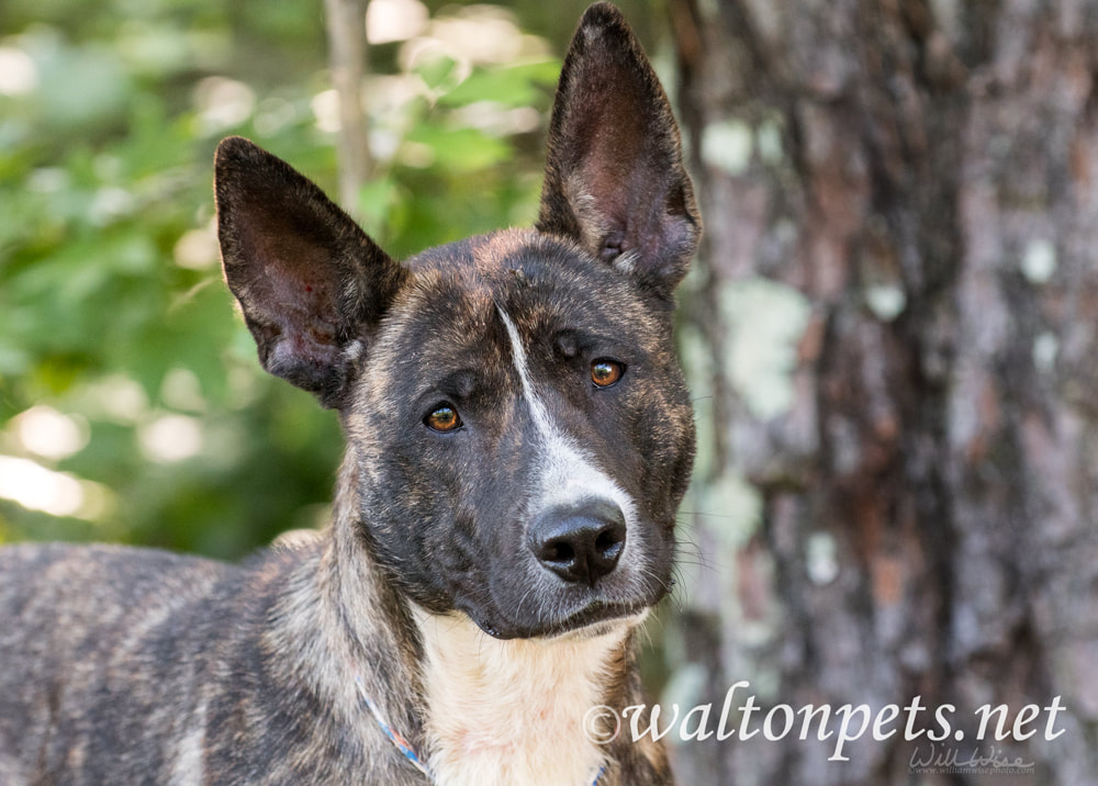 Brindle Dutch Shepherd and Akita mix breed dog Picture