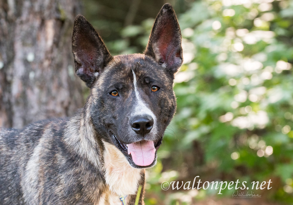 Brindle Dutch Shepherd and Akita mix breed dog Picture